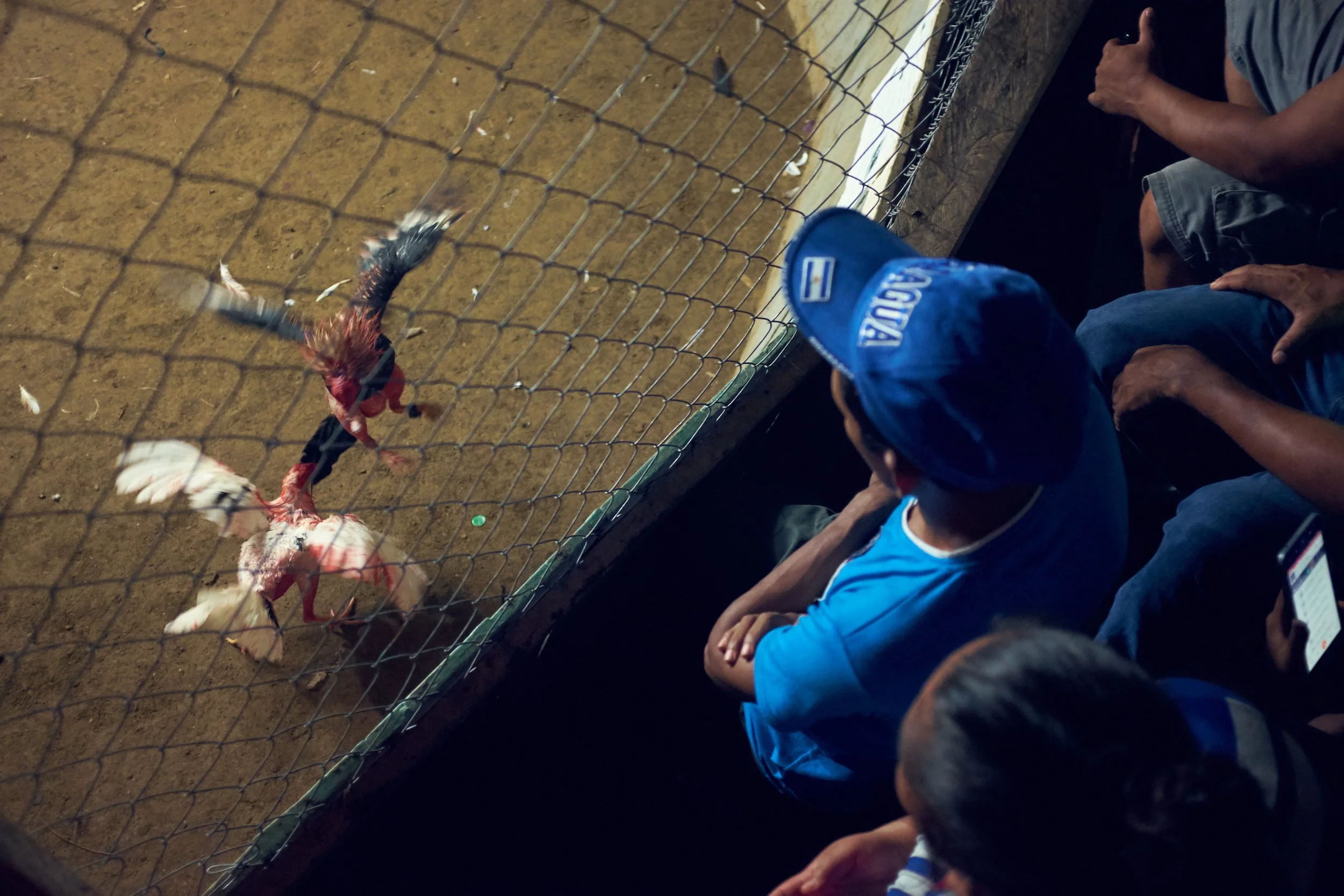171102_CockFight-0539.jpg