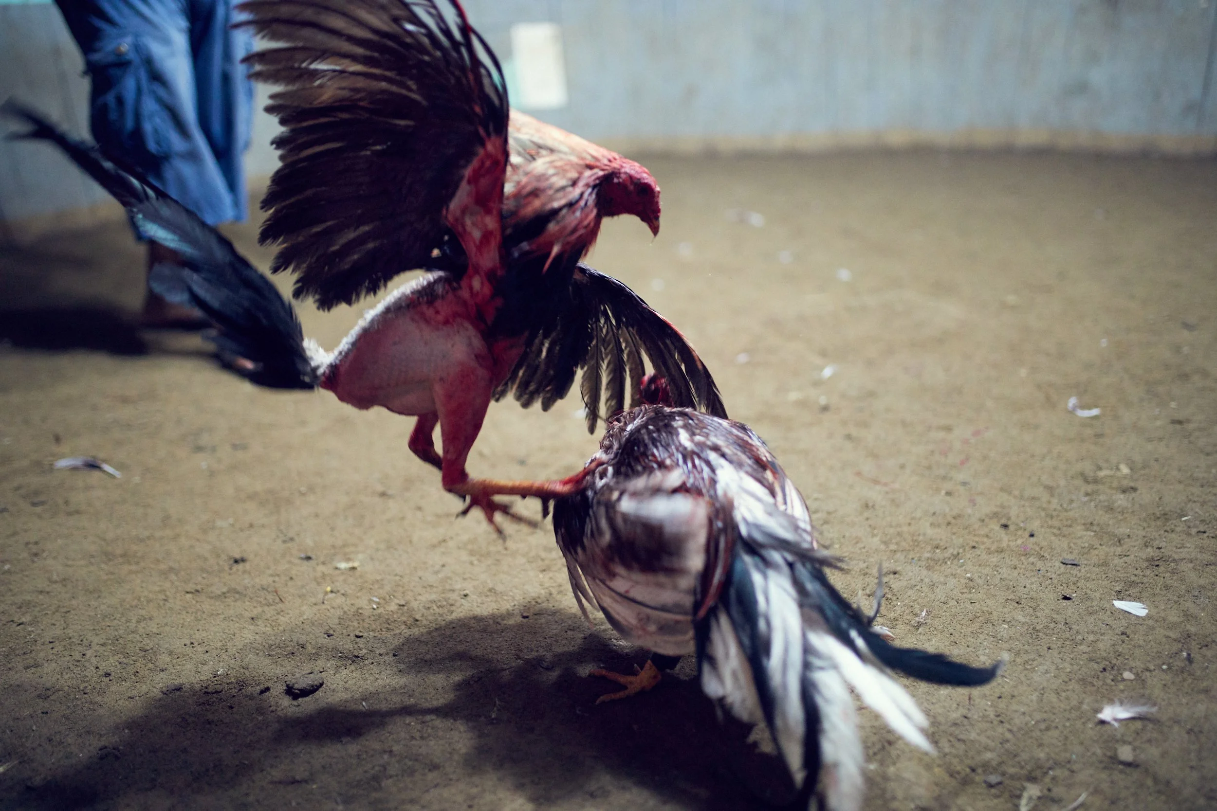 171102_CockFight-0272.jpg