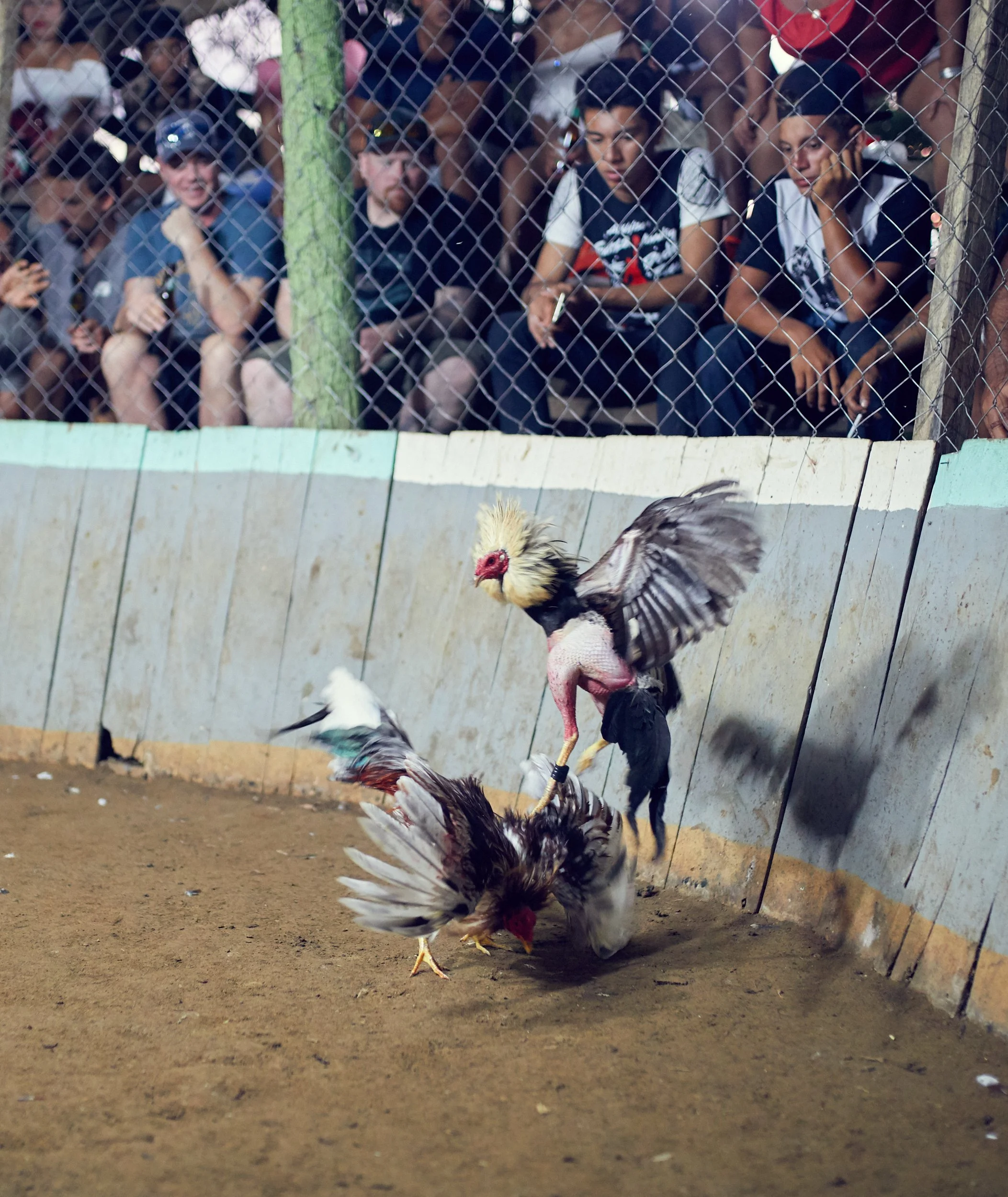 171102_CockFight-0137.jpg