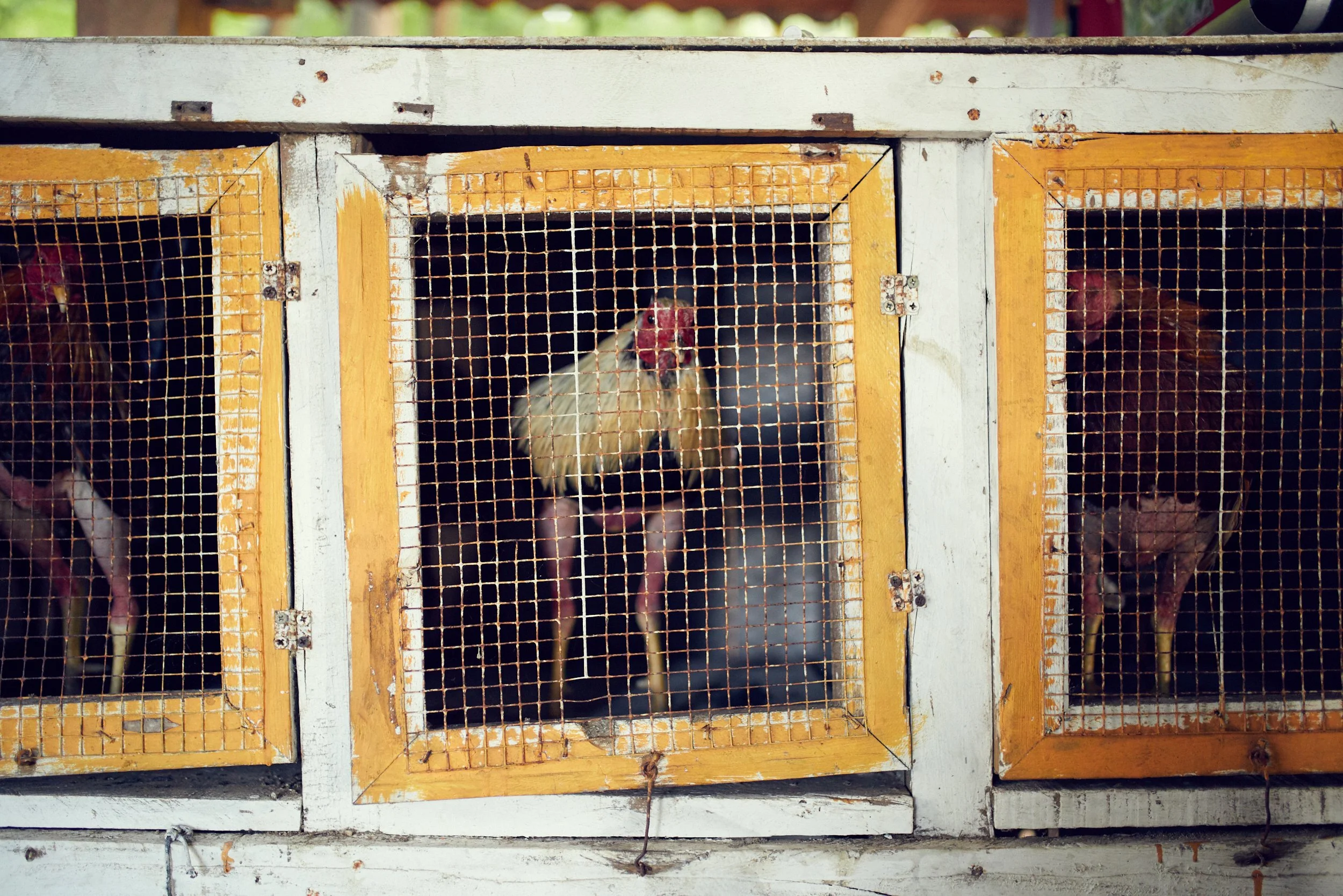 171102_CockFight-0009.jpg