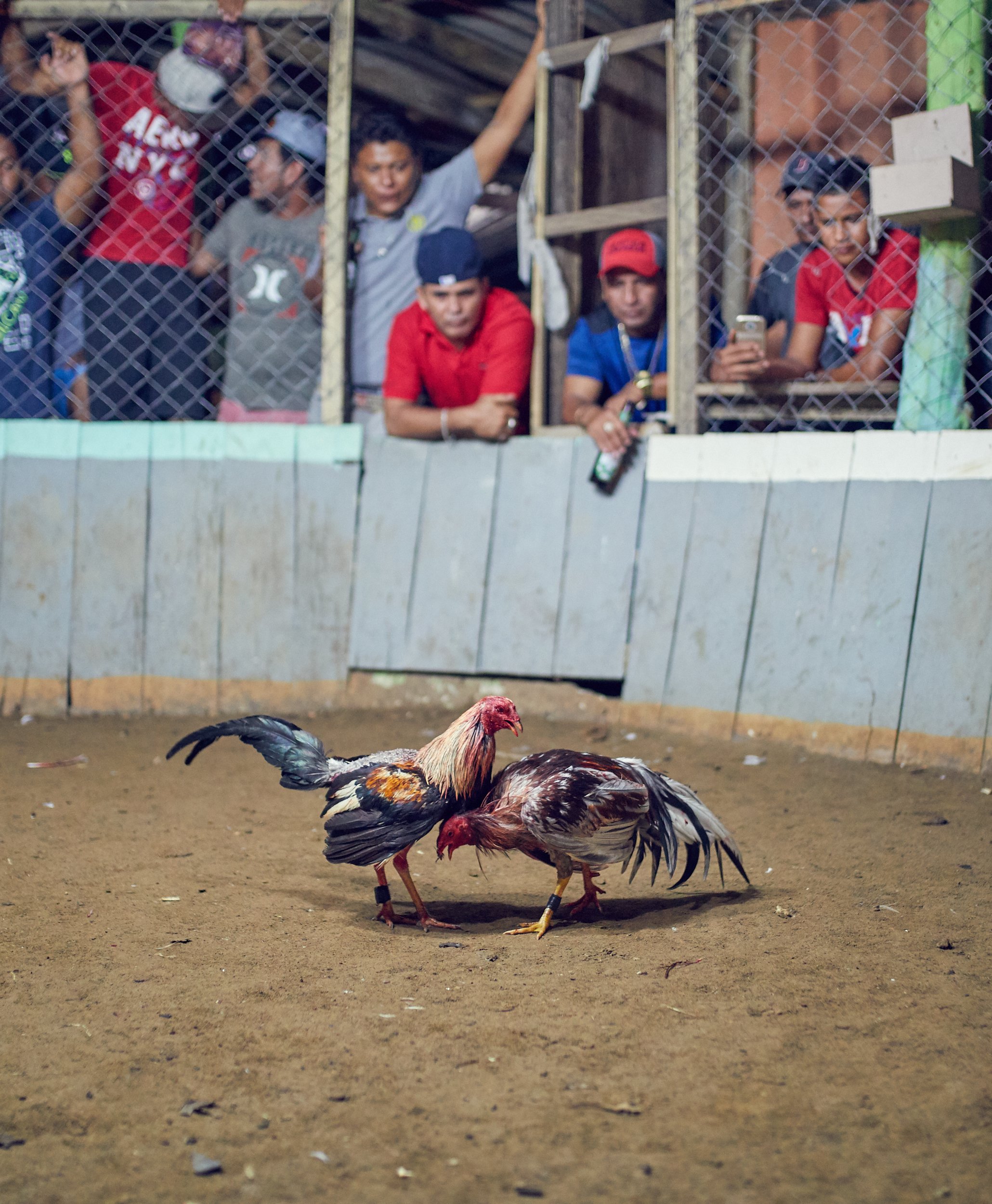 171102_CockFight-0188.jpg