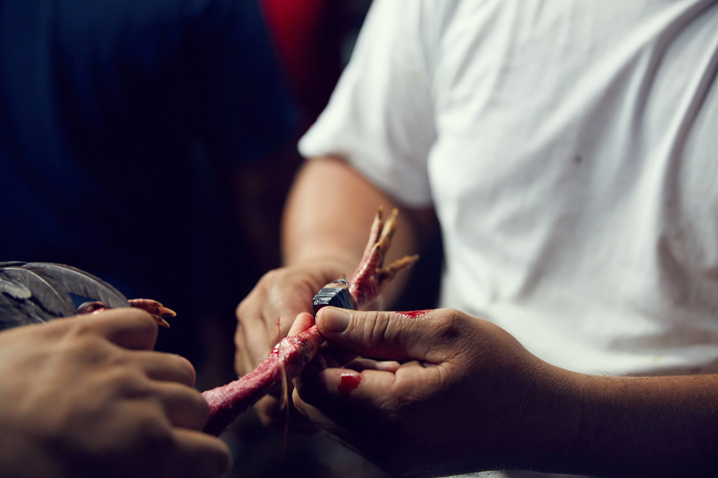 171102_CockFight-0371.jpg