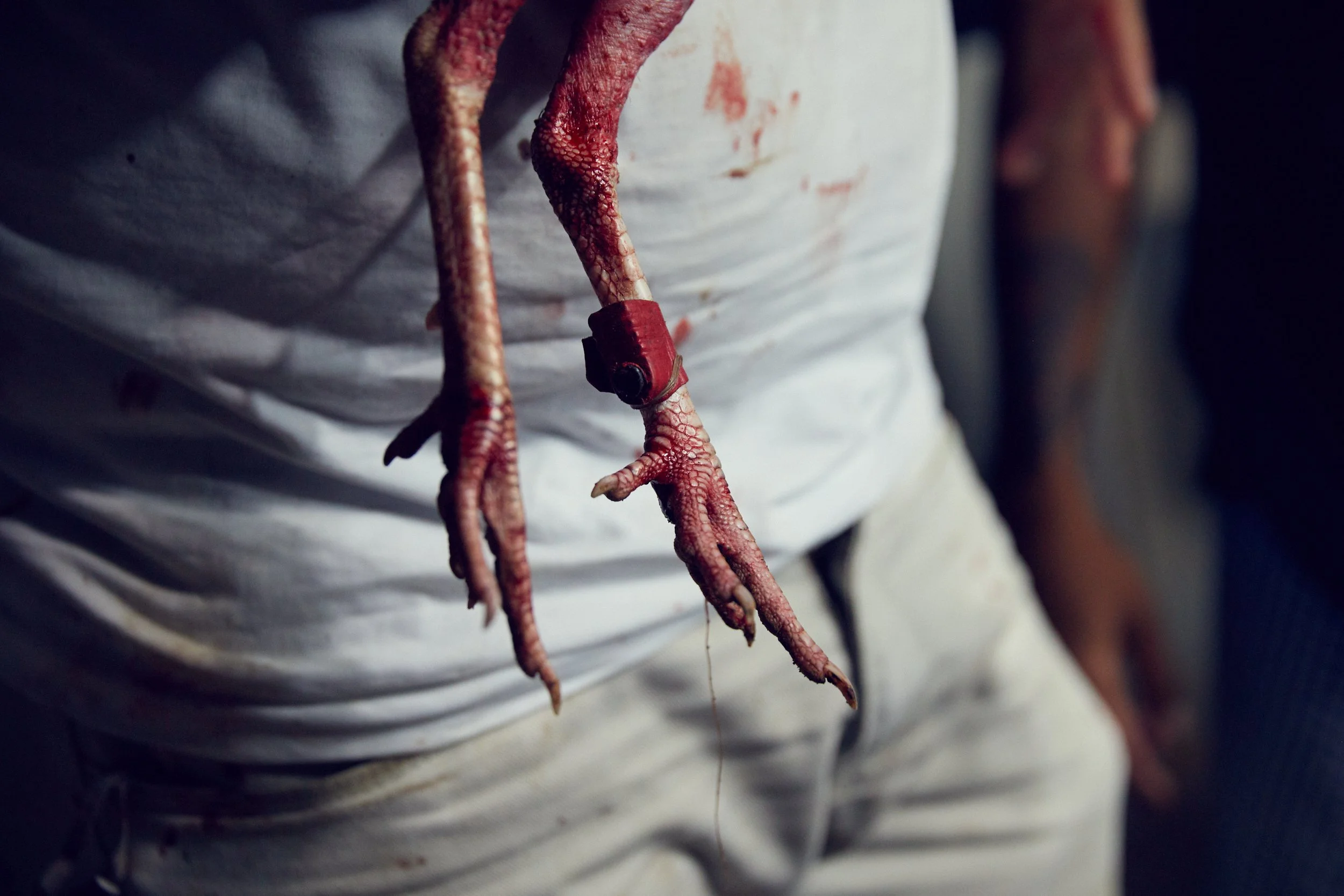 171102_CockFight-0374.jpg