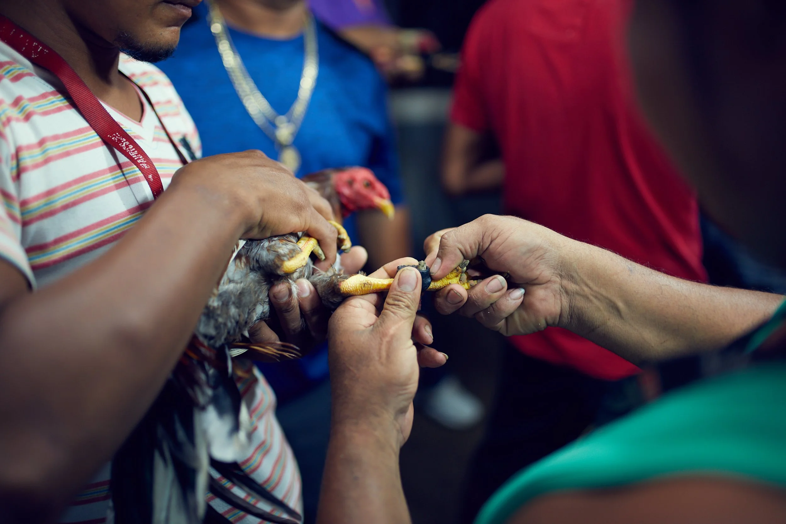 171102_CockFight-0065.jpg