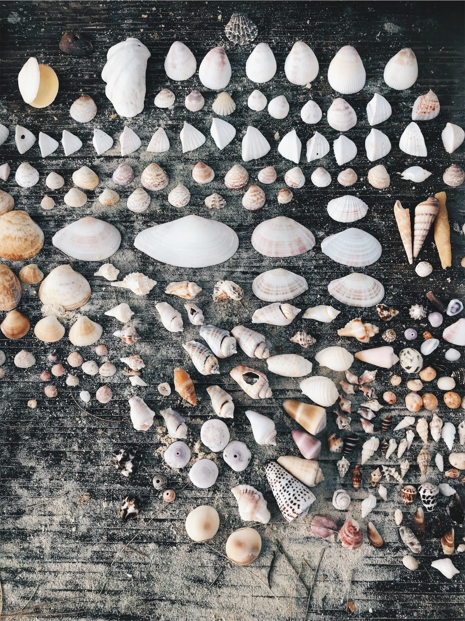 Collection de coquillages et mollusques variés disposés sur une surface en bois, avec de la poussière et des débris.