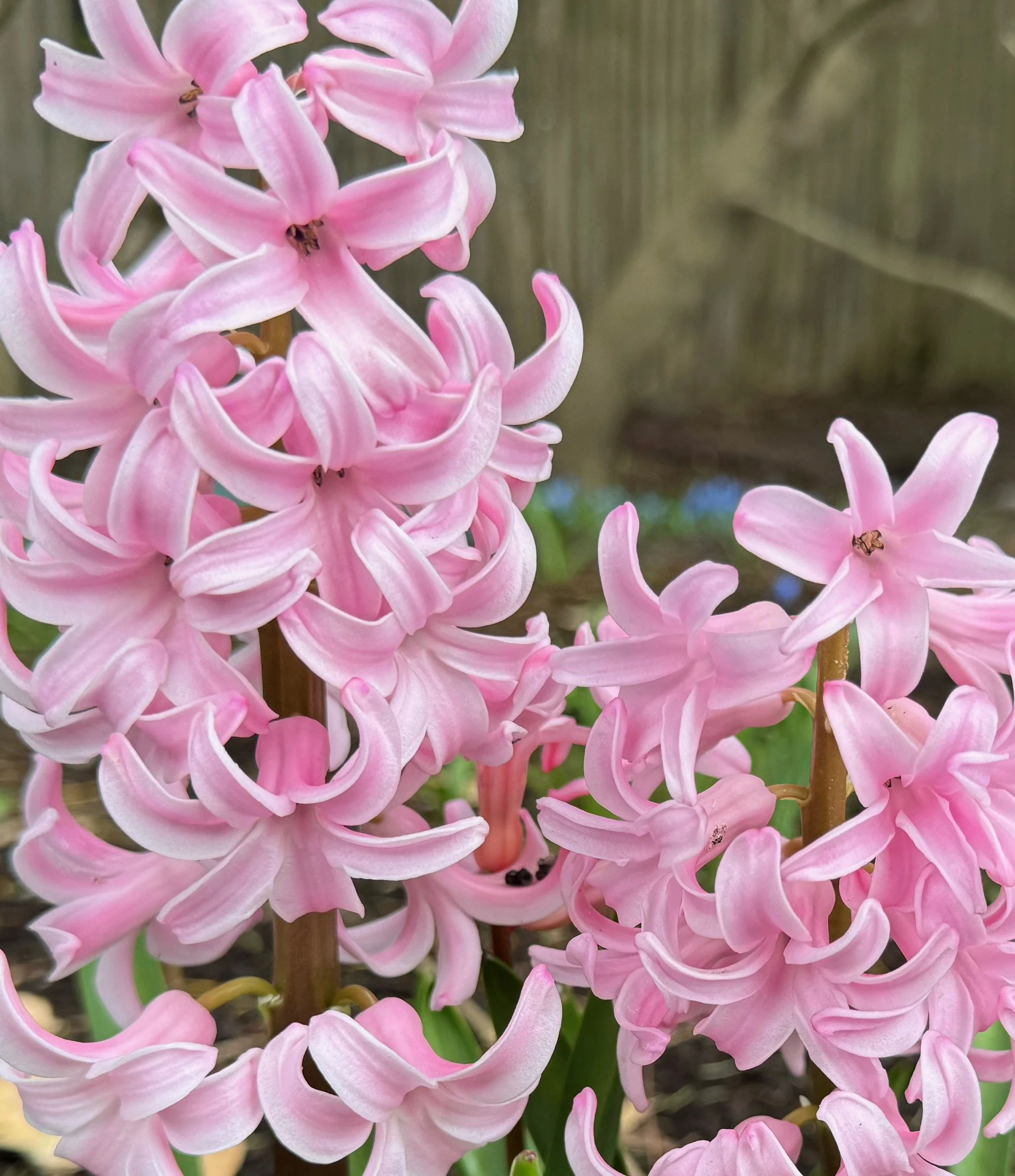 Pink Pearl Hyacinth Bulbs