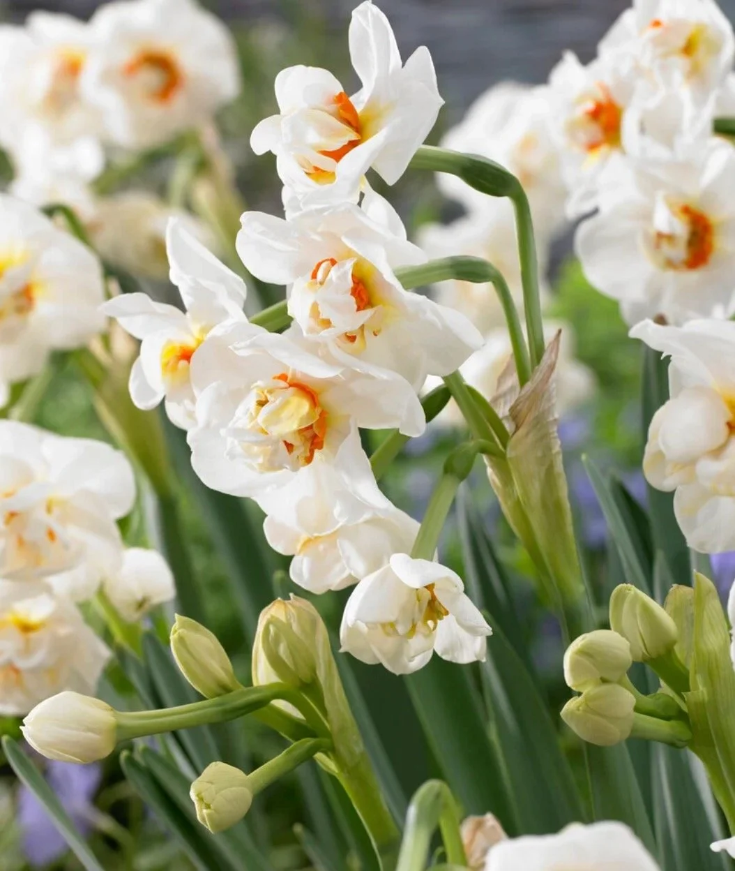 Abba Daffodil Bulbs