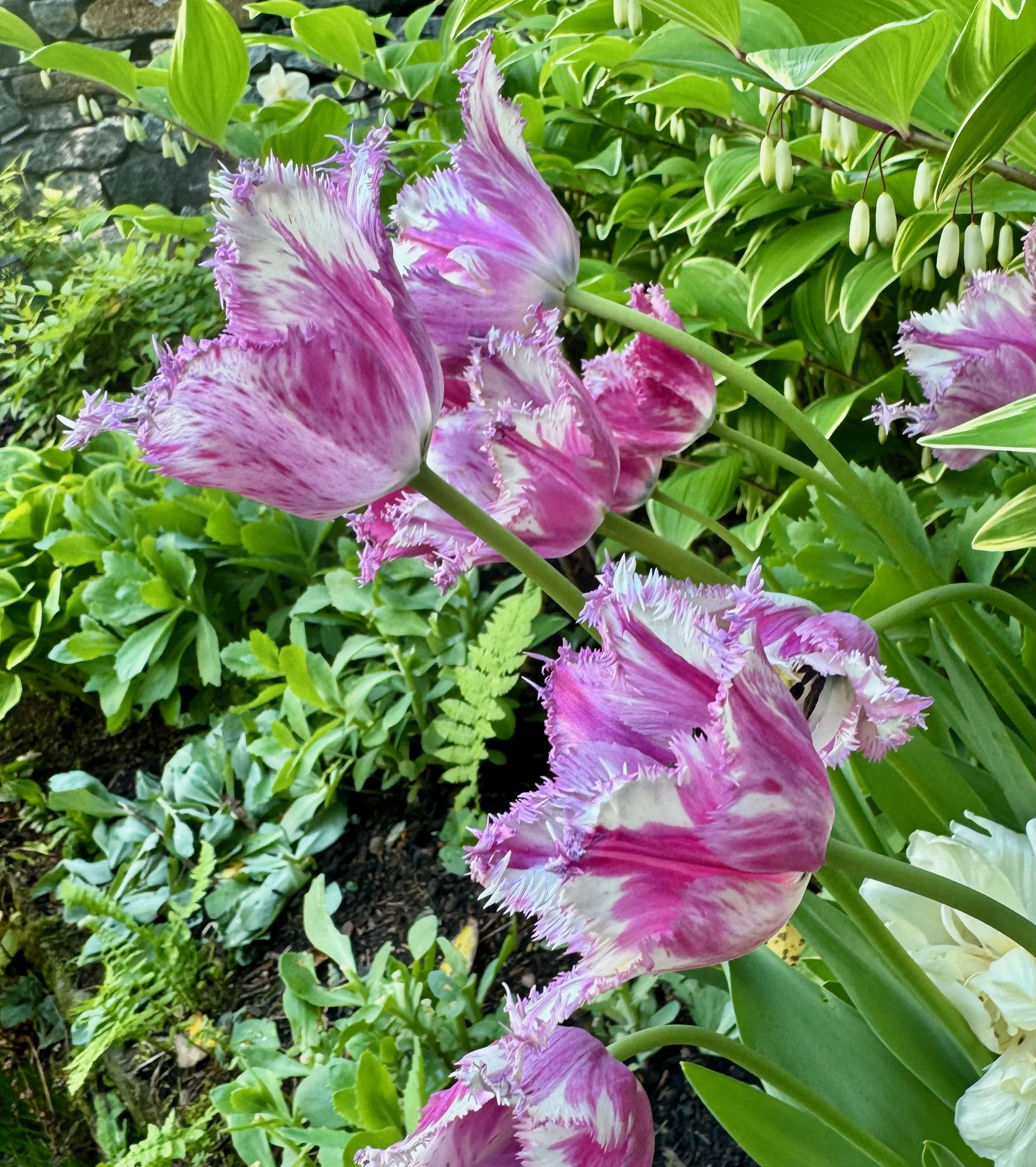 Purple Circus Tulip Bulbs