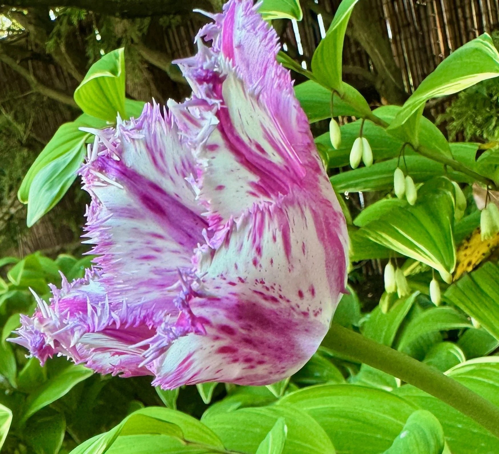 IMG_4522.jpeg