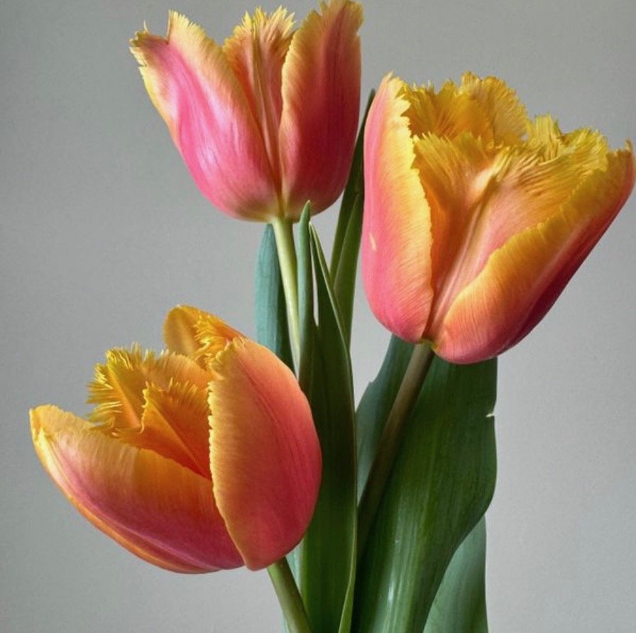 Lambada Tulip Bulbs