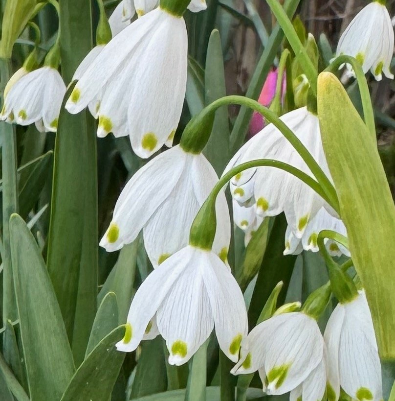 Leucojum Gravetye Giant Bulbs