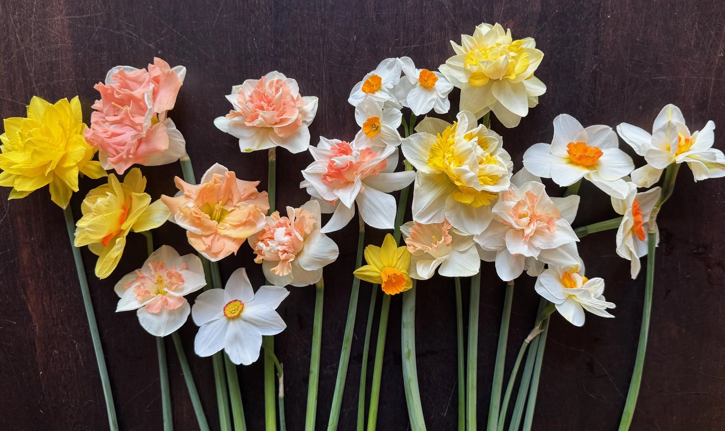 Sweet Daffodil Posies