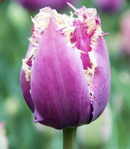 Crunchy Cummins Tulip Bulbs