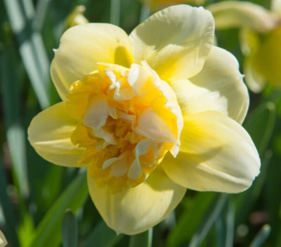 Art Design Daffodil Bulbs