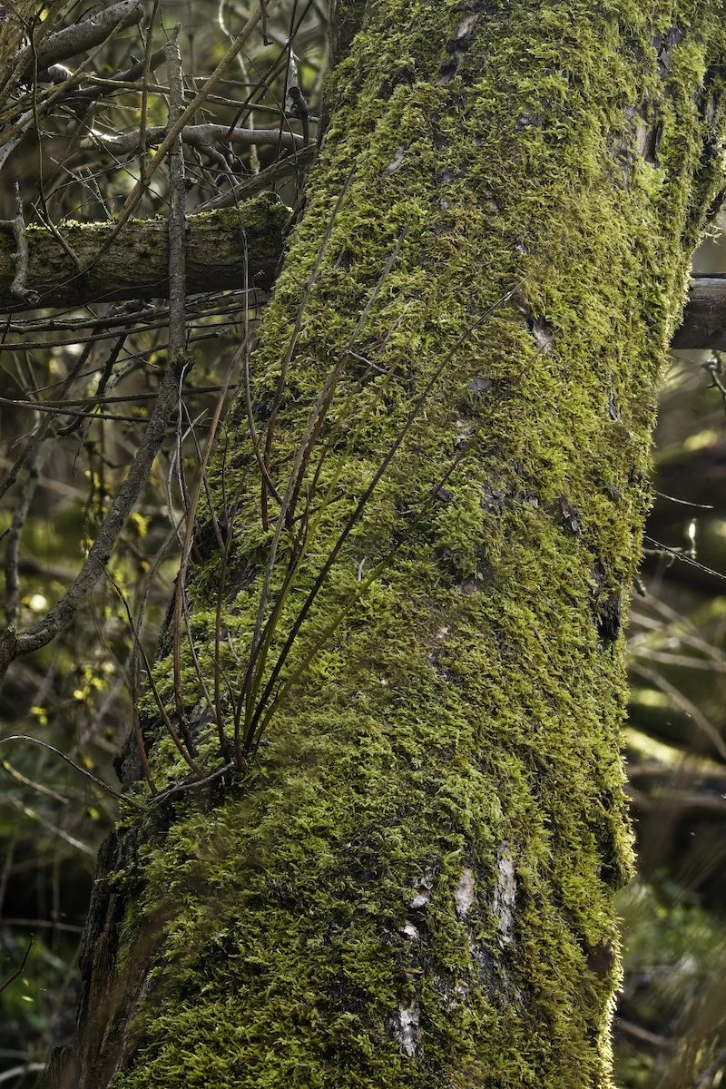 Moss on Trunk.jpeg