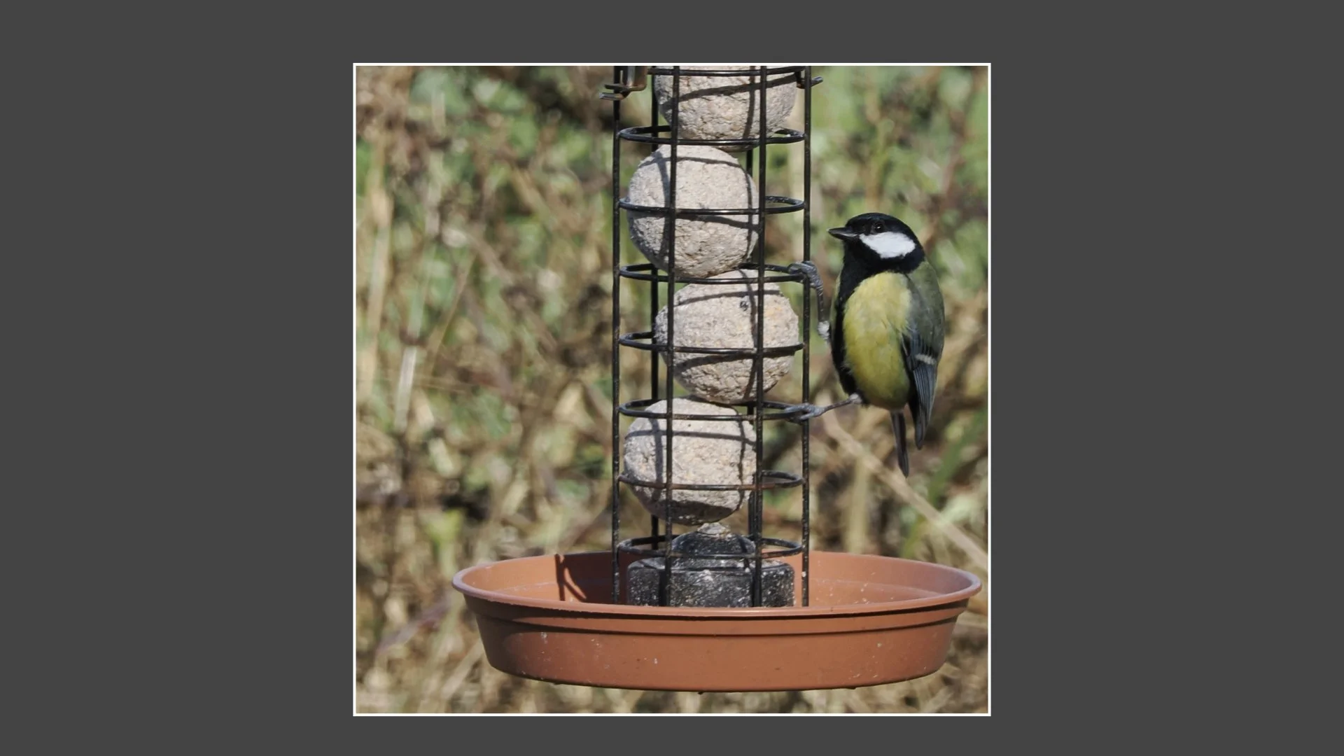 Kinsbury WP.055.jpeg