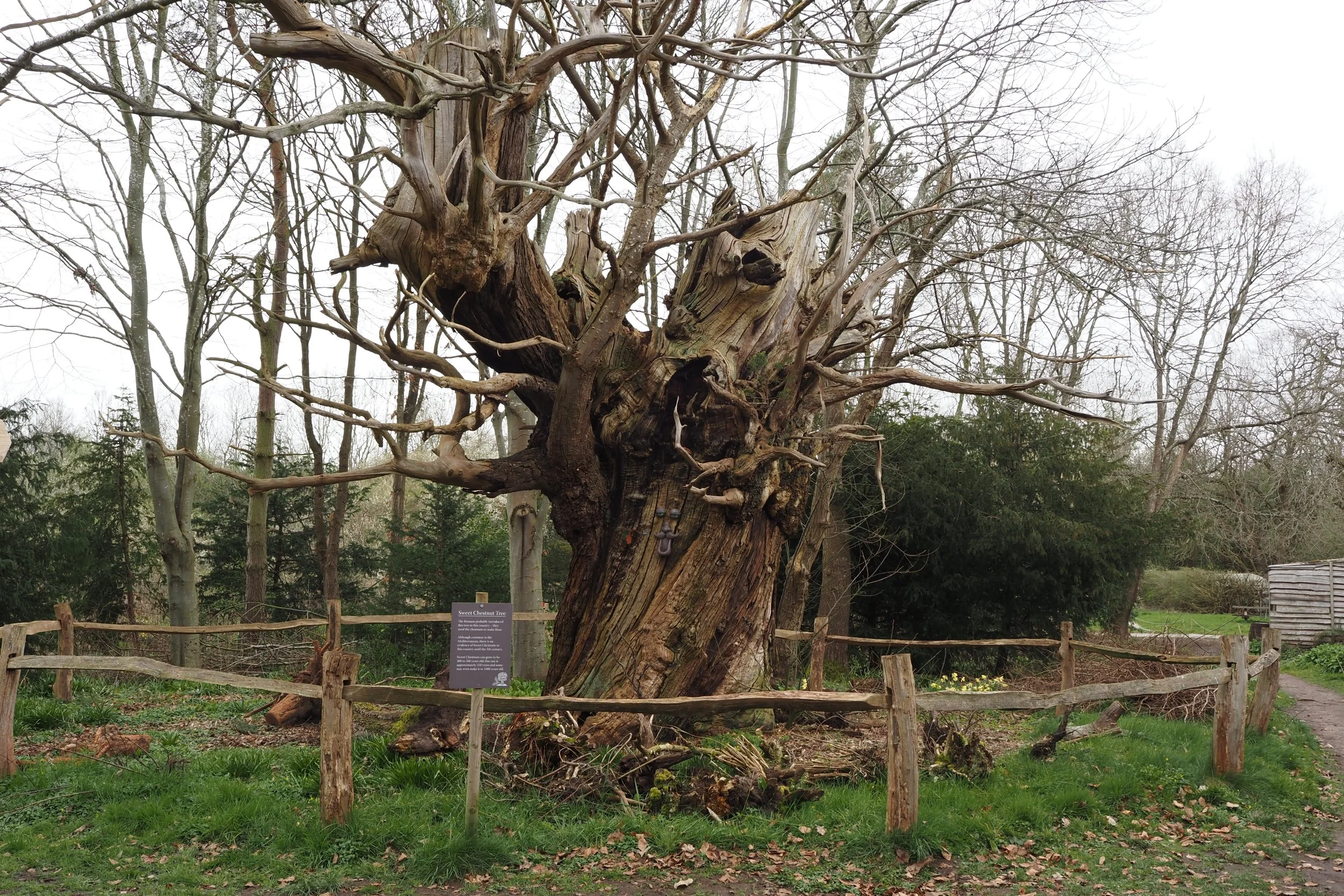 1 Sweet Chestnut.JPG