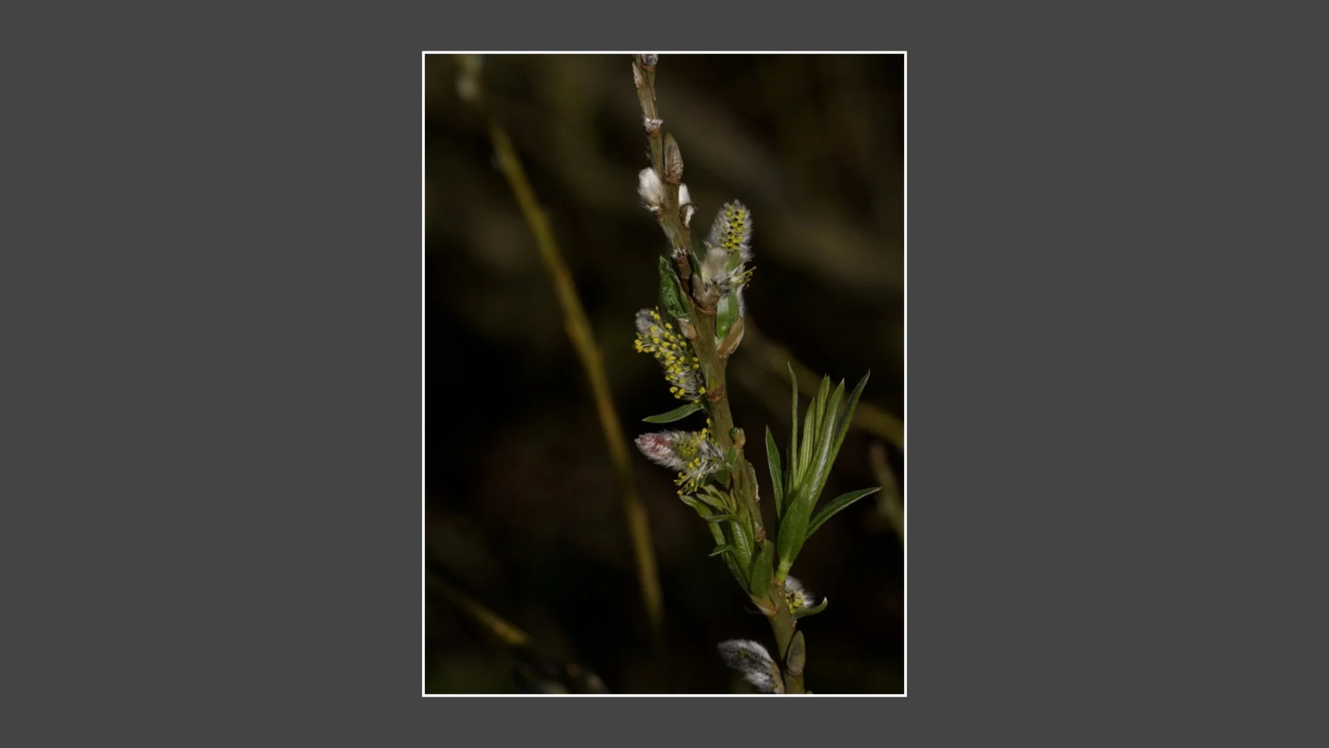 Kinsbury WP.011.jpeg