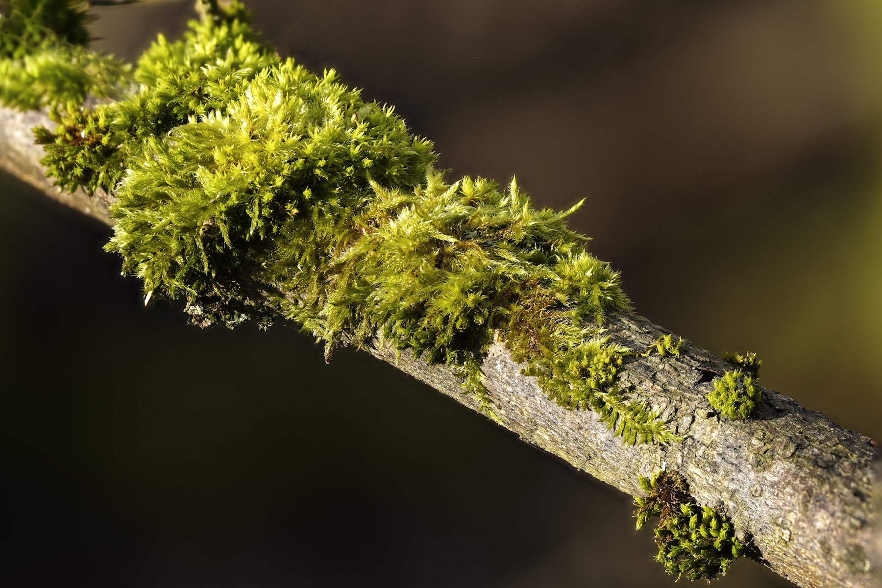 Moss on Twis-V1.jpeg