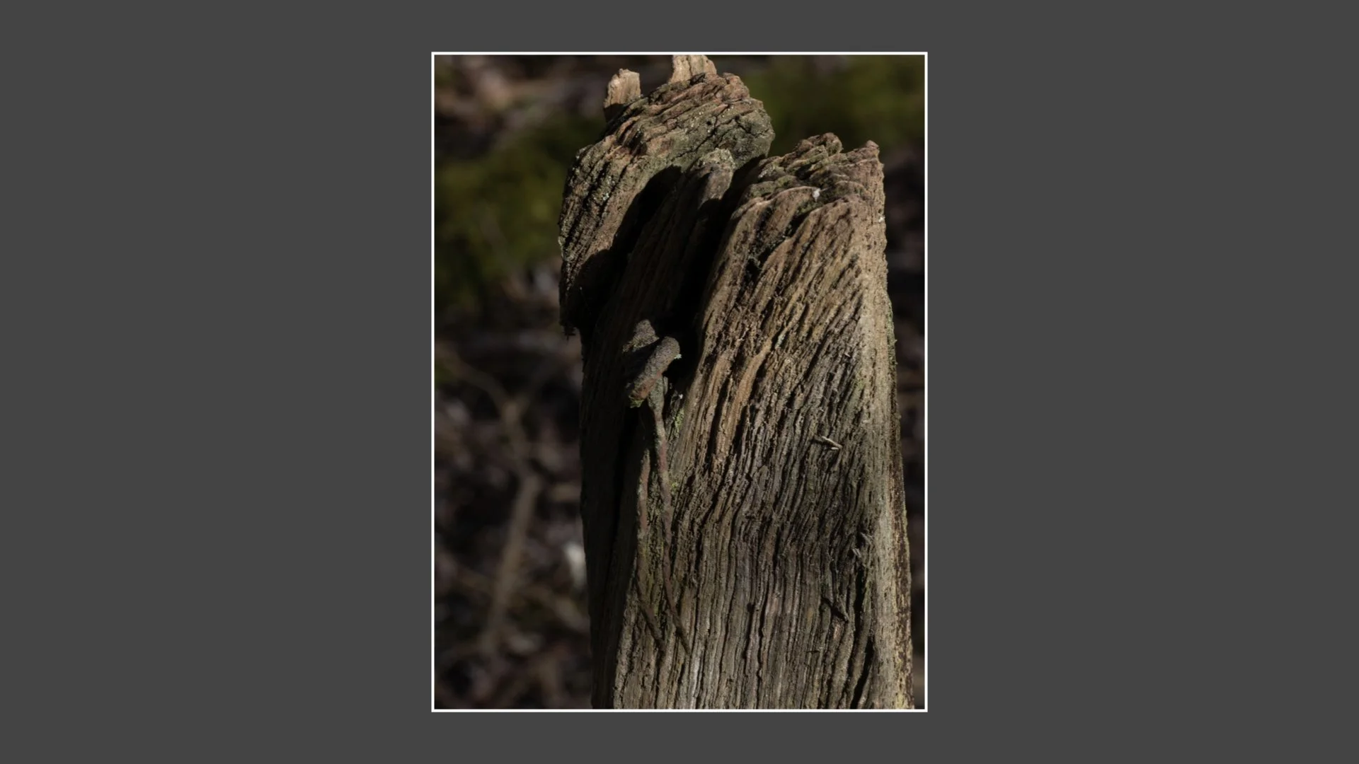 Kinsbury WP.034.jpeg