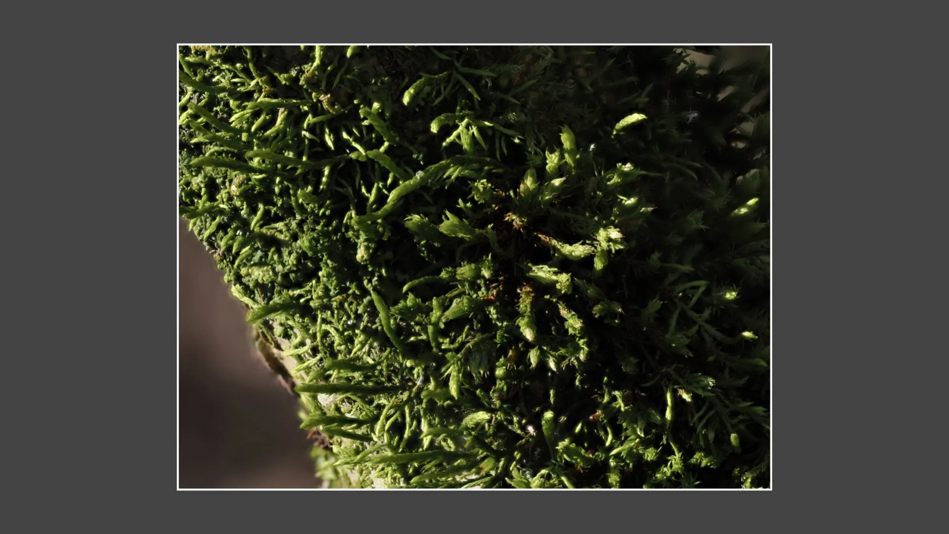 Kinsbury WP.008.jpeg