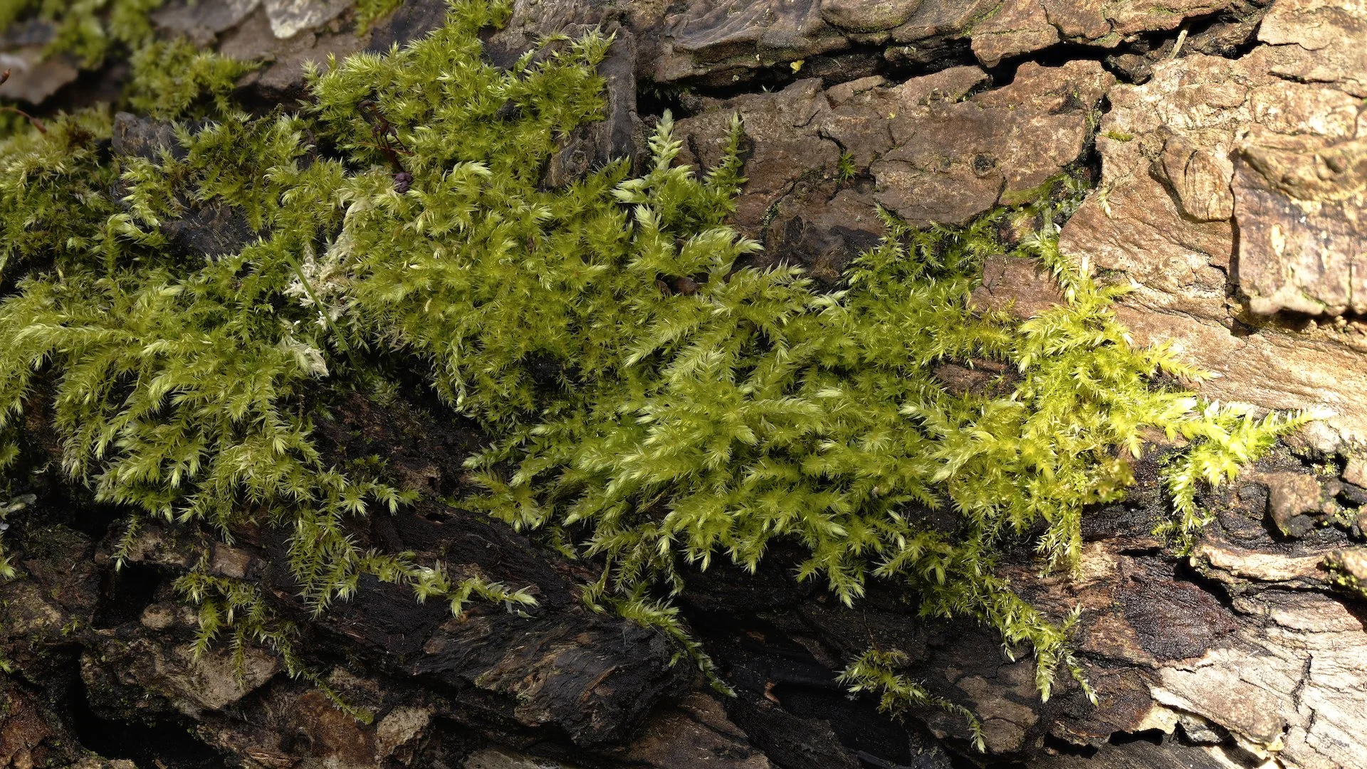 Moss on Bark.jpeg