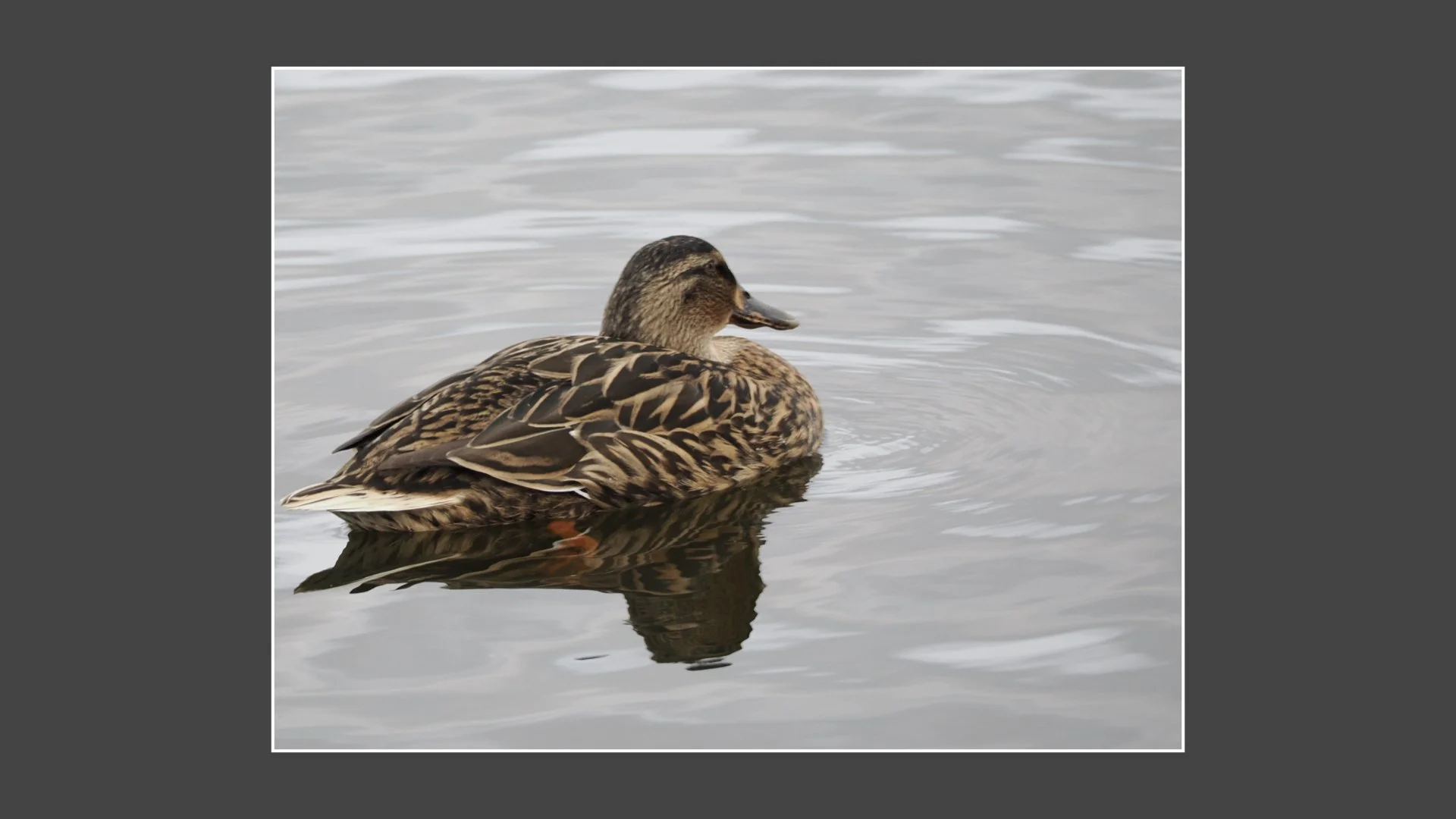 Kinsbury WP.054.jpeg