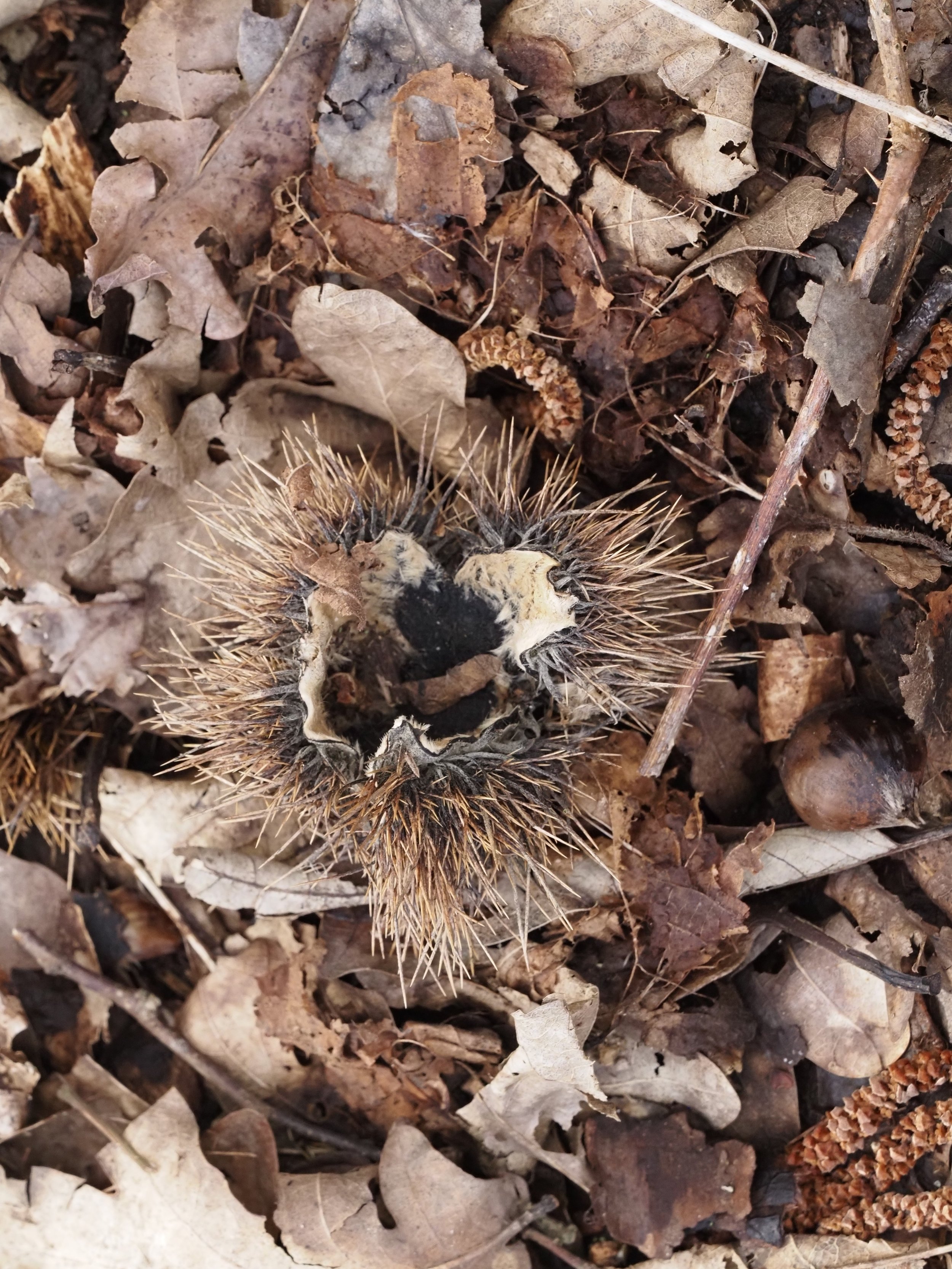 1000008854 (1)-1.jpg