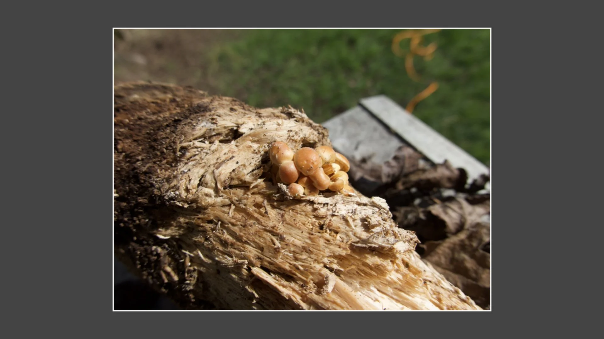 Kinsbury WP.013.jpeg