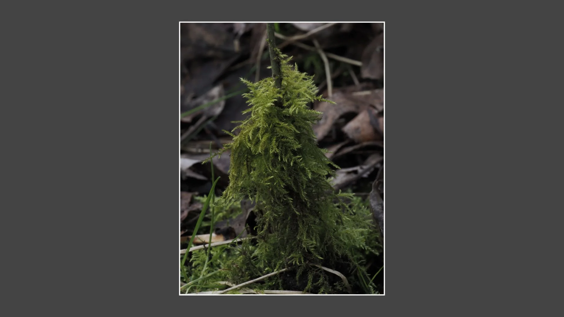 Kinsbury WP.031.jpeg