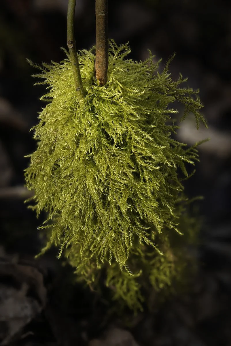 Moss on Sapling-V1.jpeg