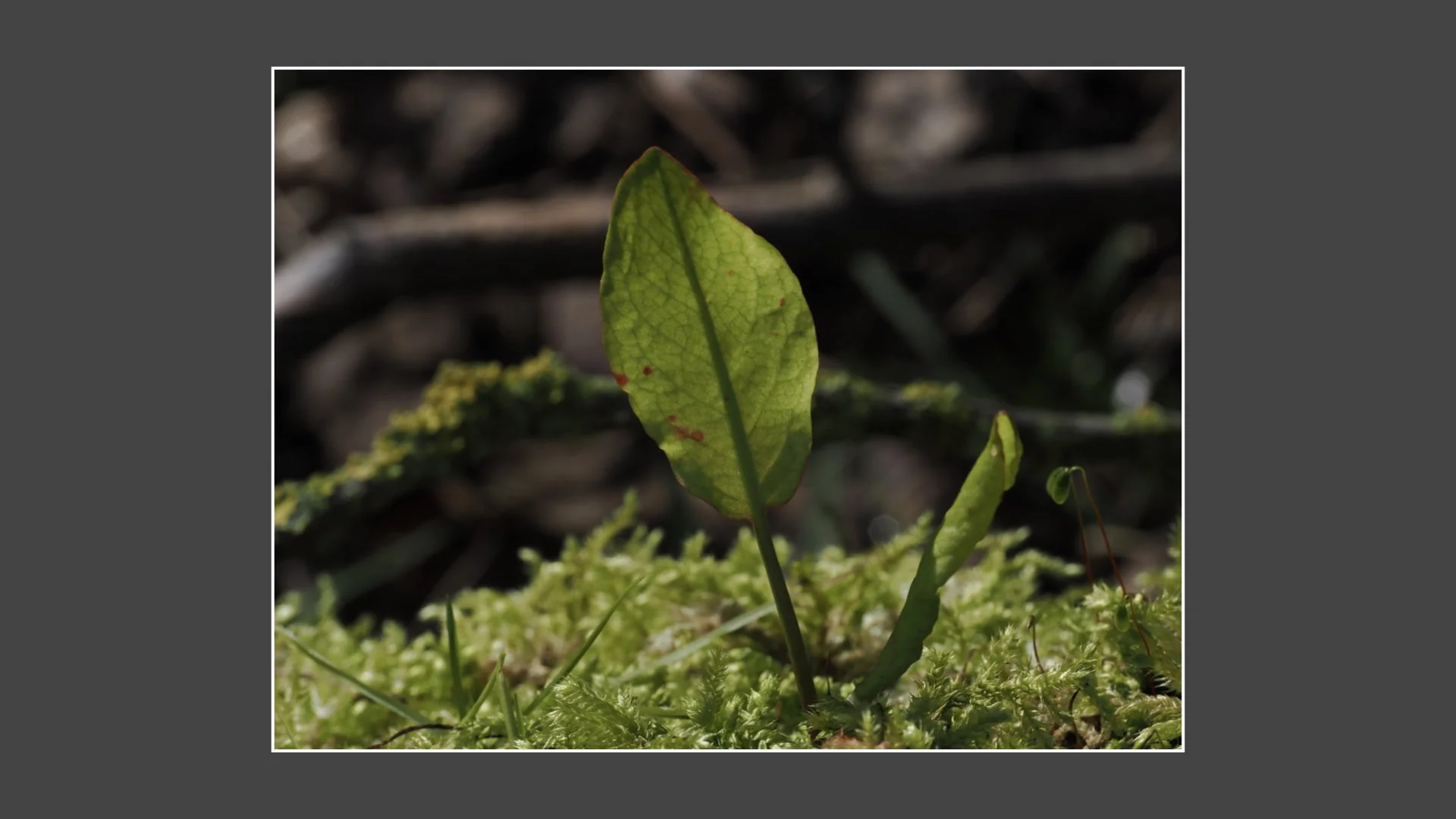 Kinsbury WP.030.jpeg