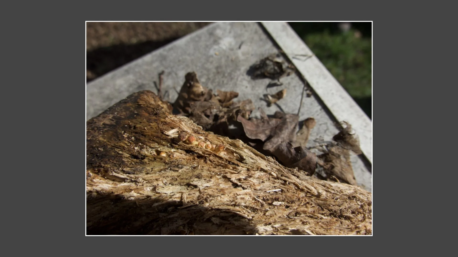 Kinsbury WP.016.jpeg