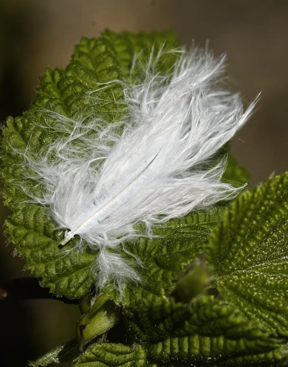 Feather-01.jpg