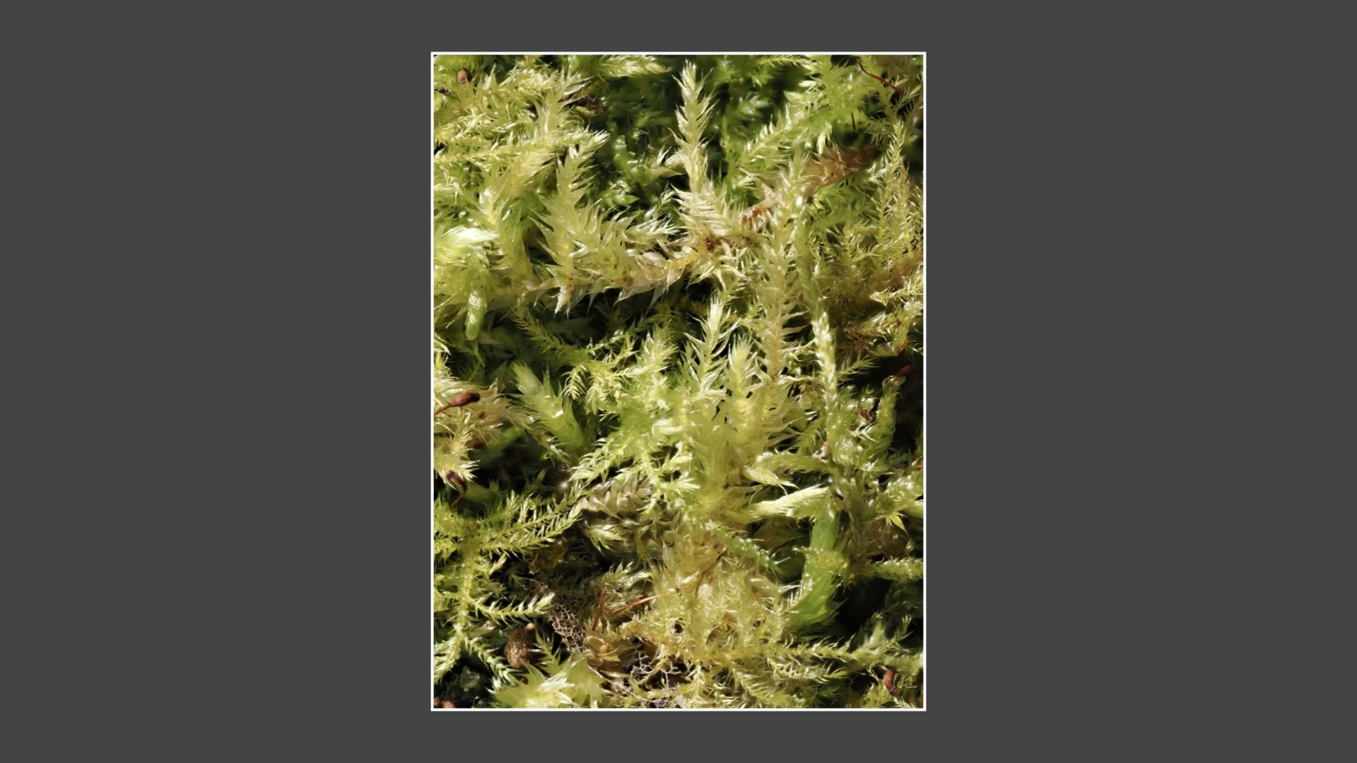 Kinsbury WP.004.jpeg