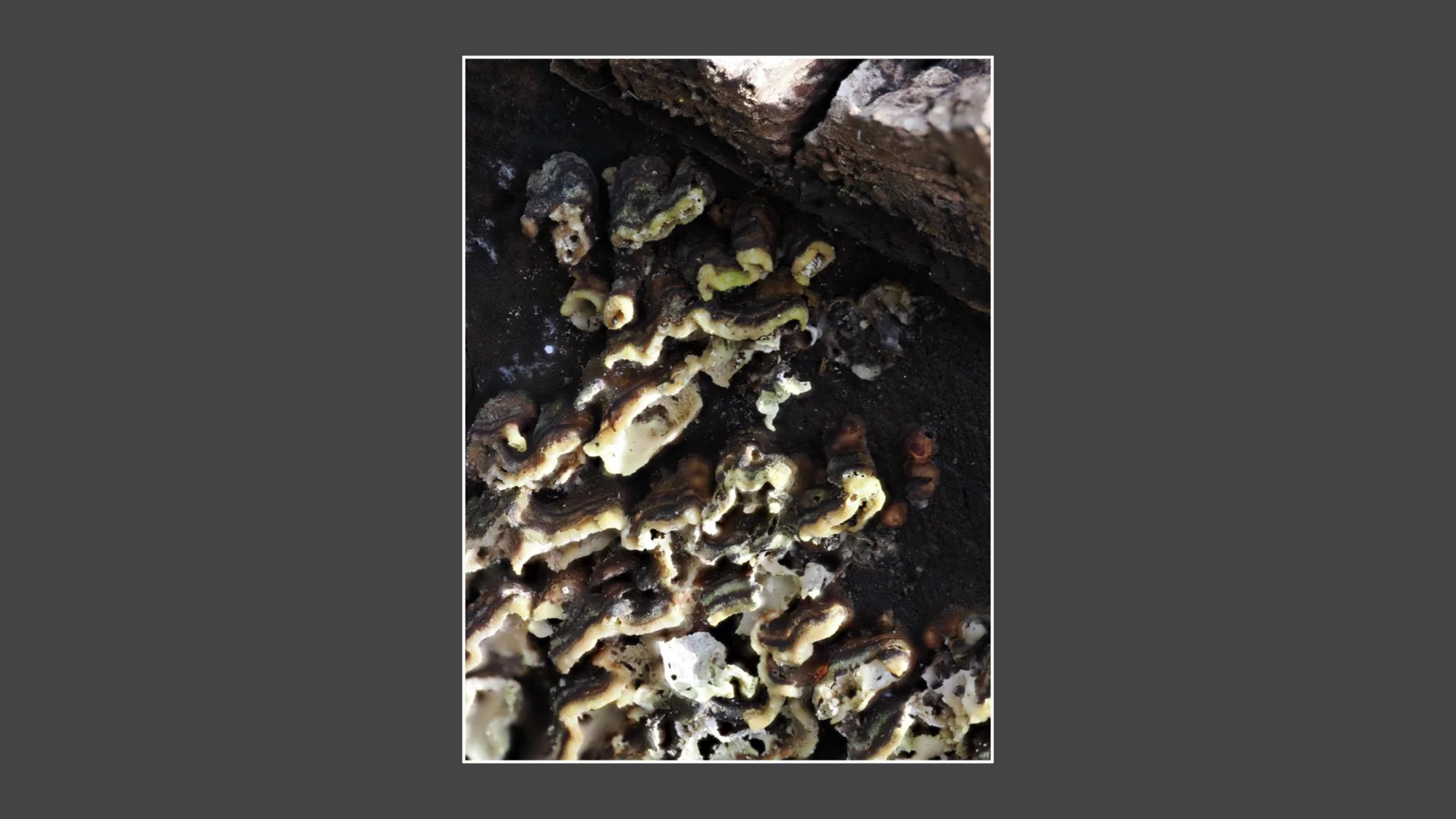 Kinsbury WP.005.jpeg