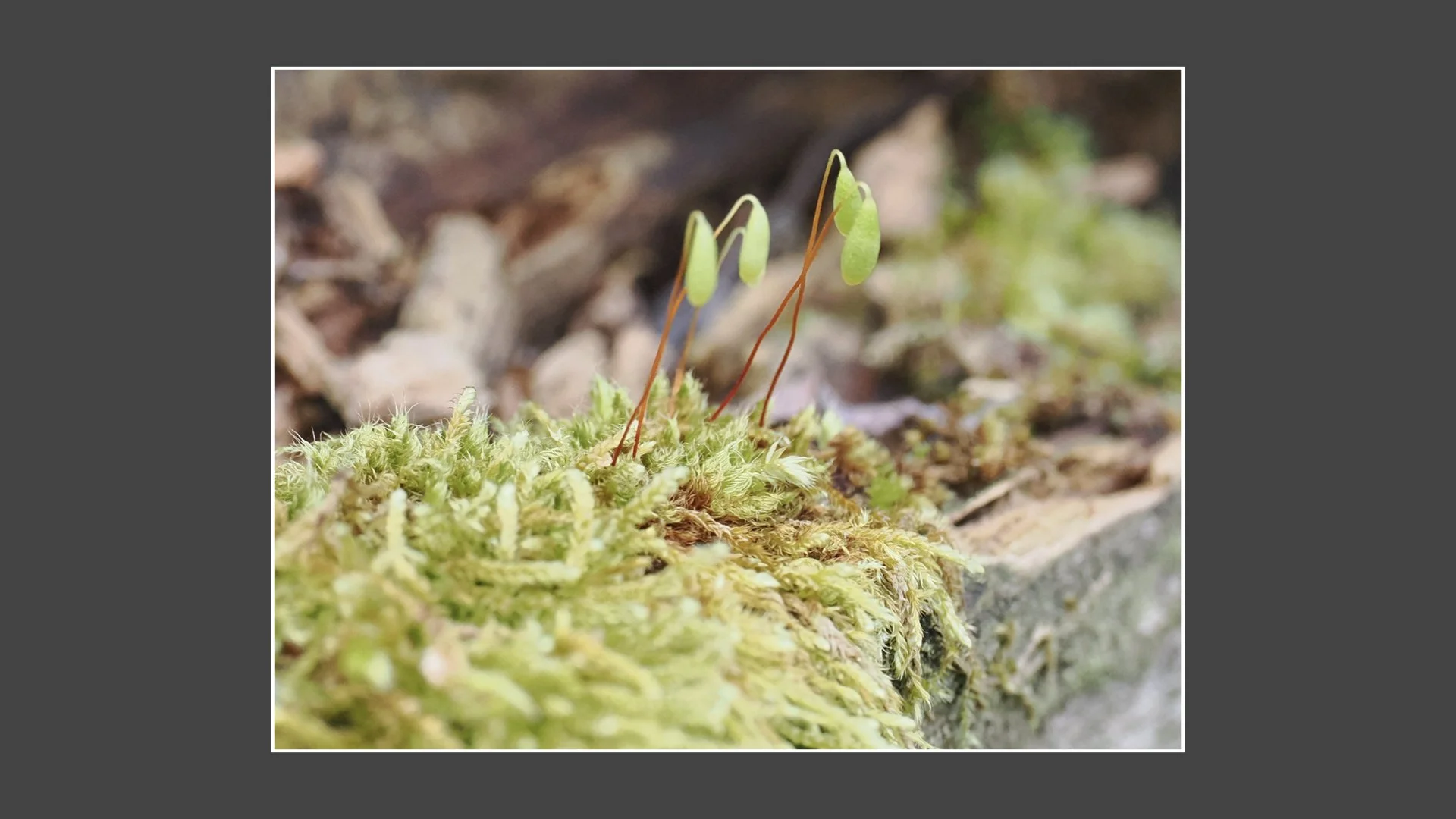 Kinsbury WP.066.jpeg