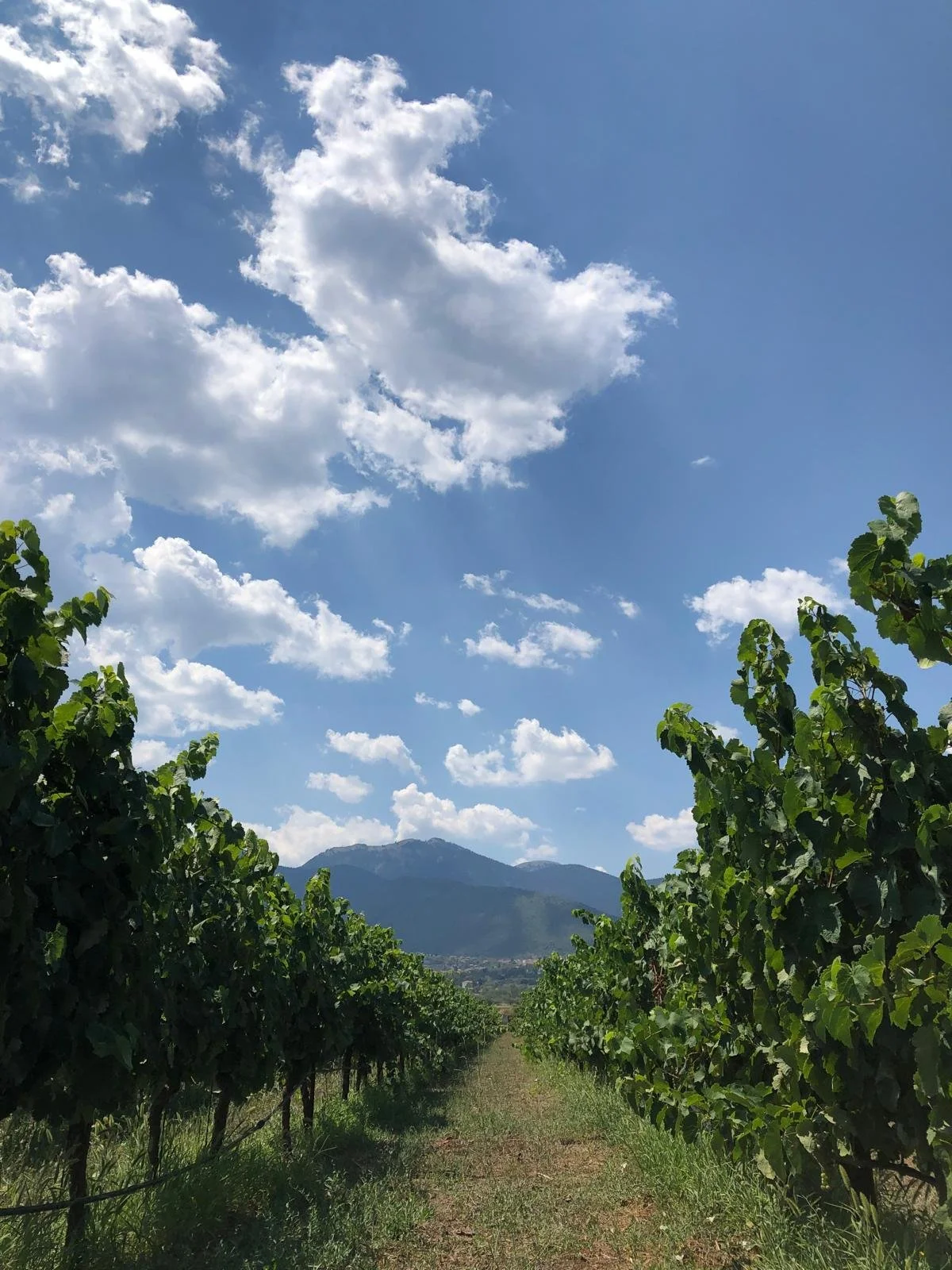 Mantineia Mantinée Moschofilero Koumarela