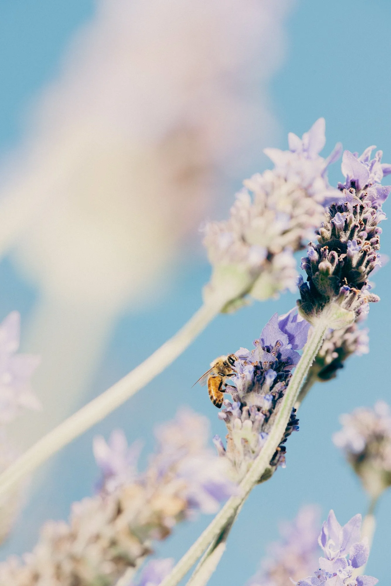 EDMONDS Portfolio 138.jpg