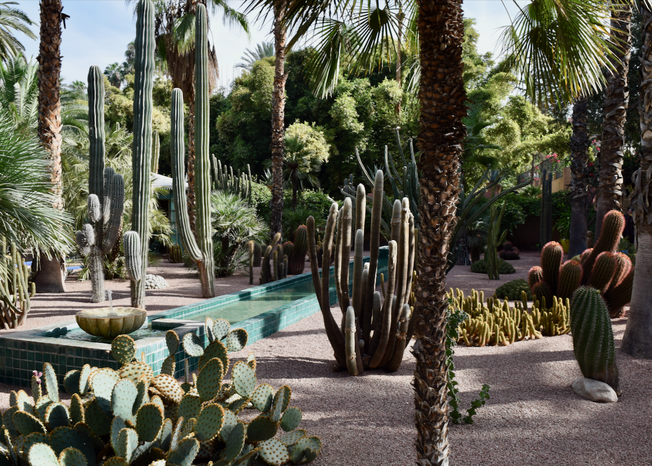 a landscape of plants at the Marjorelle Gardens
