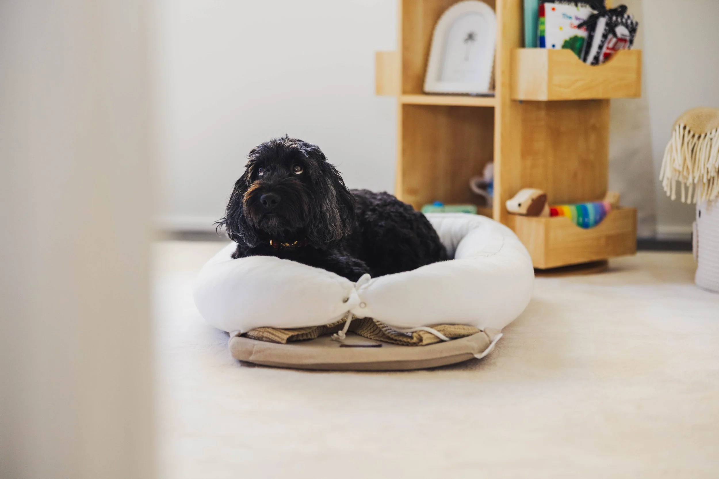 SunnyGajadharPhotography-Leo-LR-0472.jpg
