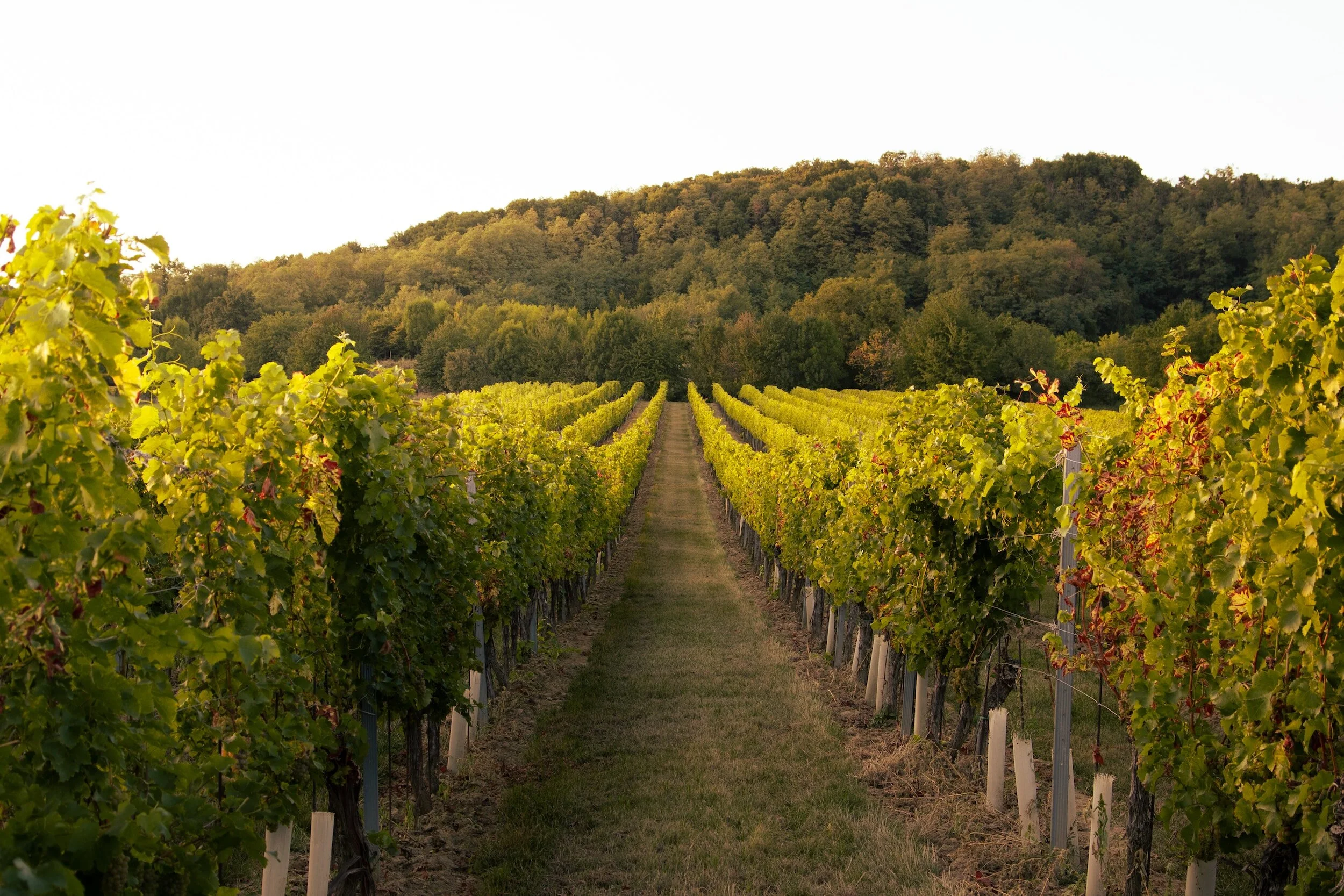 Sip and Savor: Exploring the Top Wineries Near Bayfield, Ontario