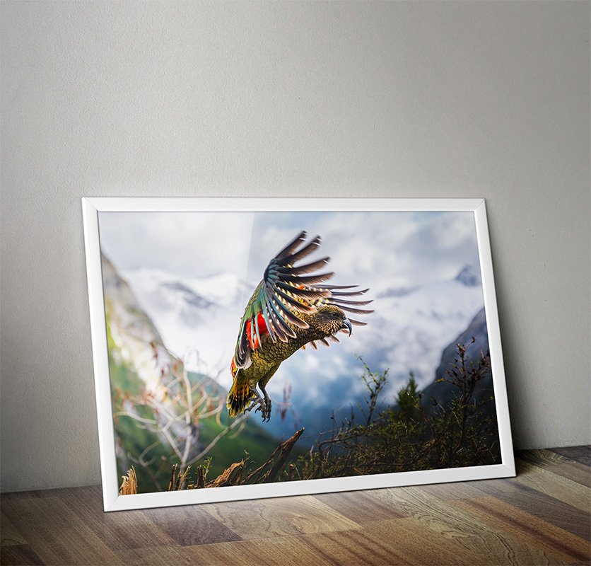 Kea In Flight | A2, A3 & A4 Print