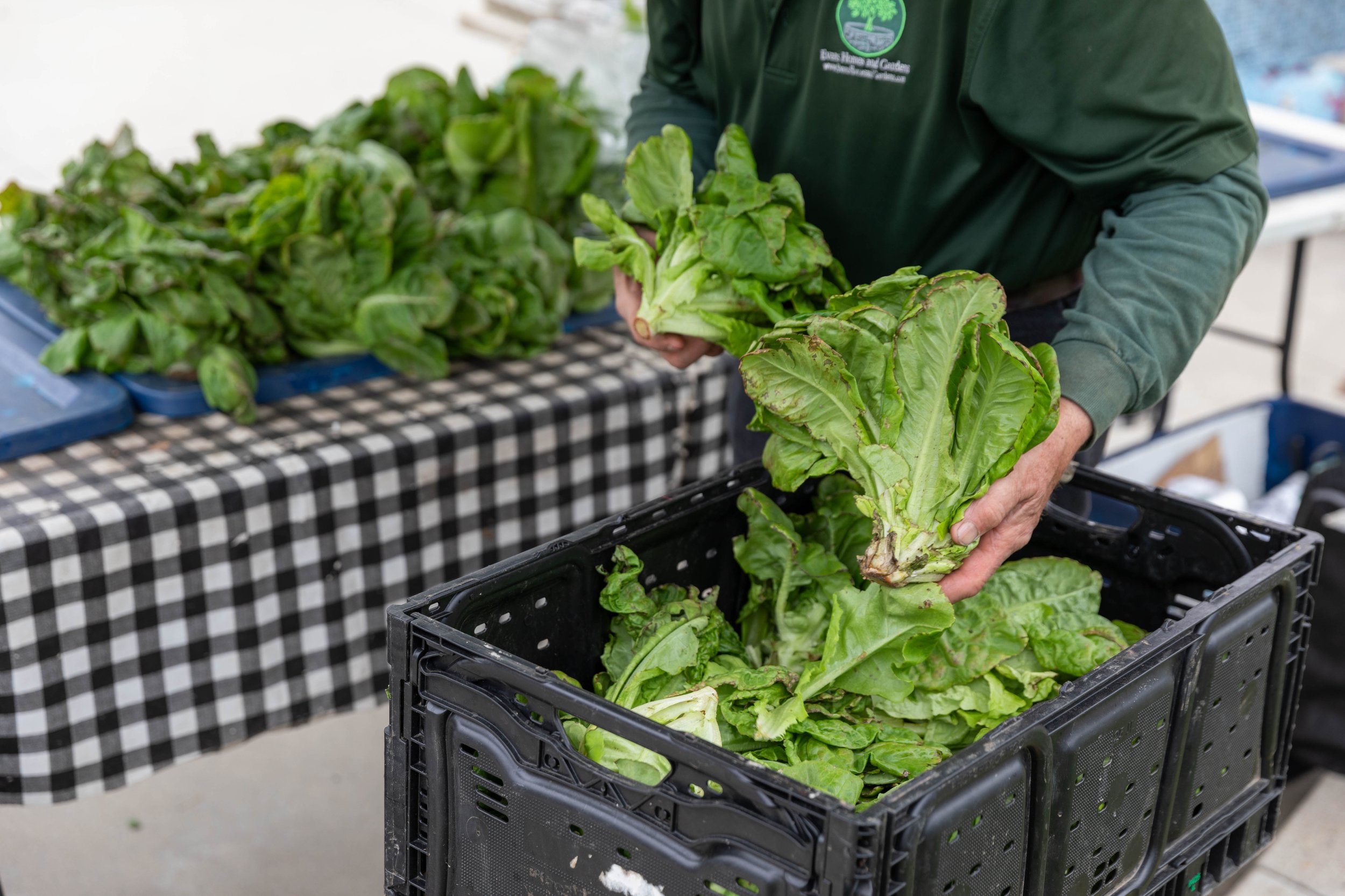 CC-Market-75.jpg
