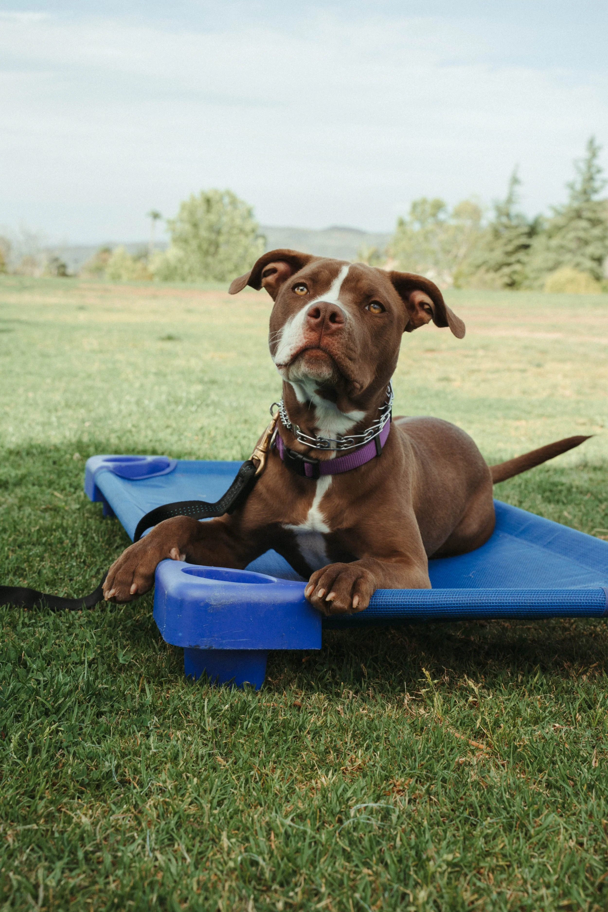 Services — Dog Training Bri