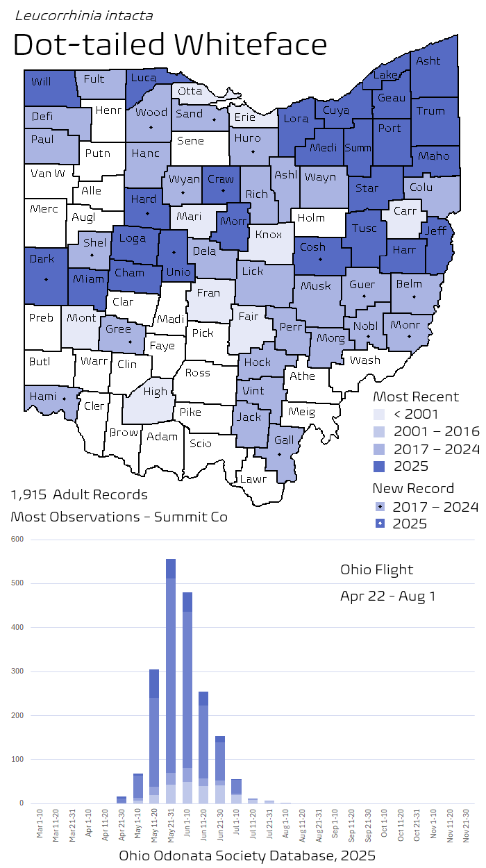 Dot-tailed Whiteface.png