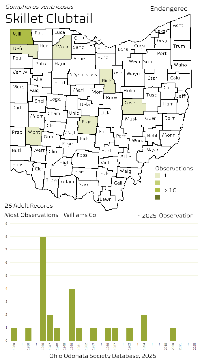skillet clubtail.png