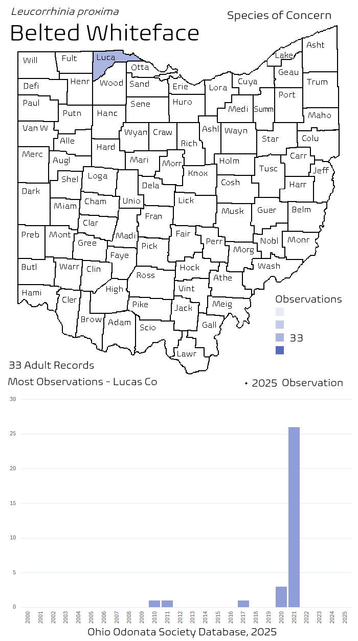 belted whiteface.png