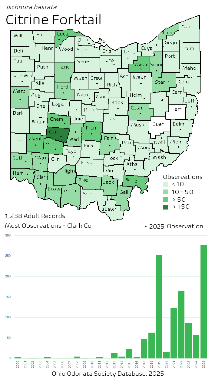 citrine forktail.png