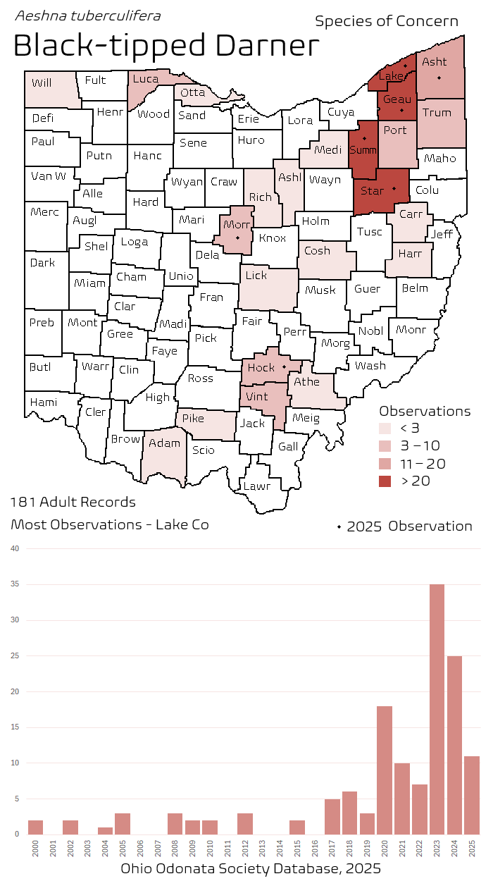 black-tipped darner.png